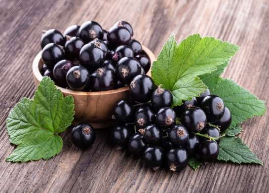 Black currant extract — representative ingredient image
