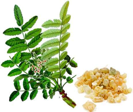 Boswellia serrata extract — representative ingredient image