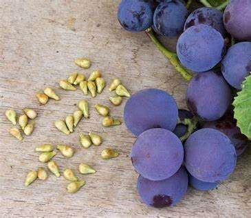 Grape seed extract — representative ingredient image