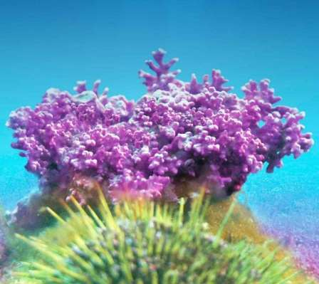 Aquamin — representative ingredient image