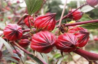 Roselle flower extract — representative ingredient image