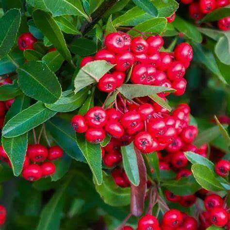 Bearberry leaf extract — representative ingredient image