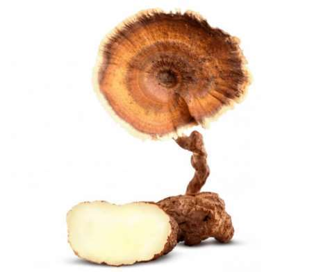 Tiger milk mushroom — representative ingredient image