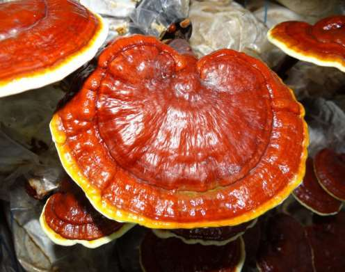 Reishi mushroom extract — representative ingredient image
